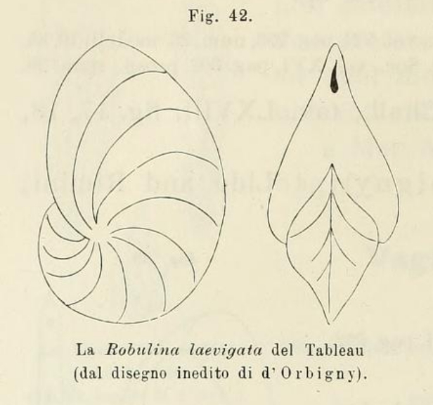 Robulina laevigata d'Orbigny in Fornasini, 1902 Robulina laevigata d'Orbigny in Fornasini, 1902