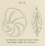 Robulina costata d'Orbigny in Fornasini, 1902