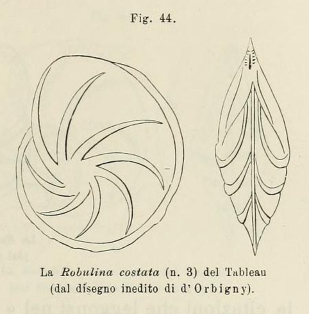 Robulina costata d'Orbigny in Fornasini, 1902 Robulina costata d'Orbigny in Fornasini, 1902