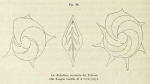 Robulina aculeata d'Orbigny, 1826