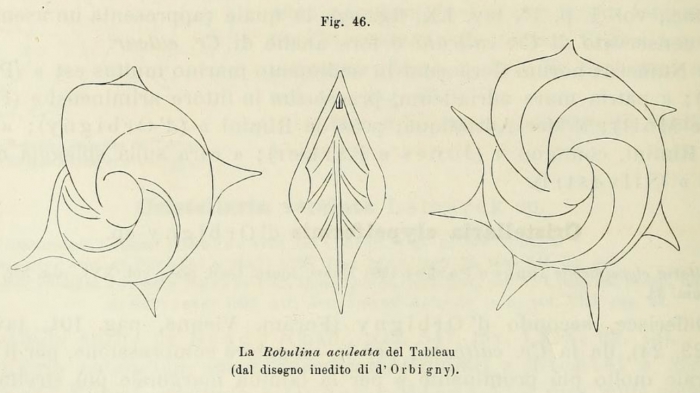 Robulina aculeata d'Orbigny, 1826