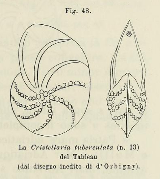 Cristellaria tuberculata d'Orbigny in Fornasini, 1902 Cristellaria tuberculata d'Orbigny in Fornasini, 1902