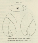 Polymorphina lucida d'Orbigny in Fornasini, 1902
