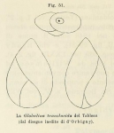 Globulina translucida d'Orbigny, 1850