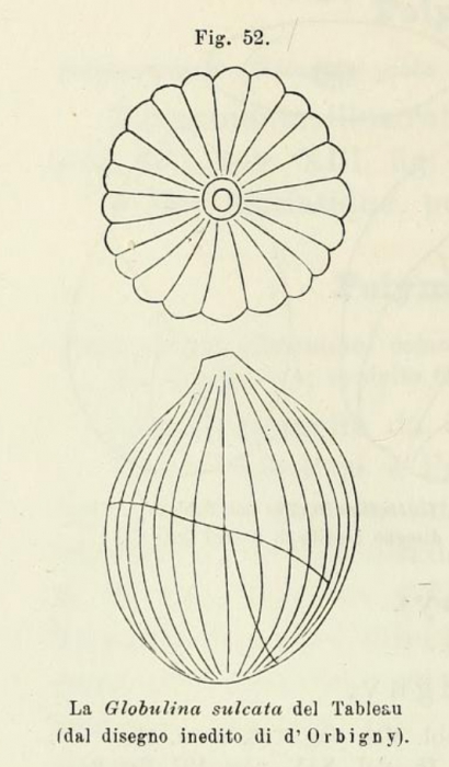 Polymorphina sulcata d'Orbigny in Fornasini, 1902 Polymorphina sulcata d'Orbigny in Fornasini, 1902