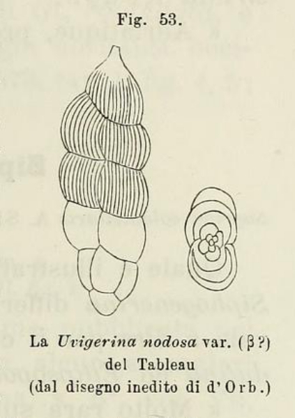 Uvigerina nodosa var. beta d'Orbigny, 1826 Uvigerina nodosa var. beta d'Orbigny, 1826