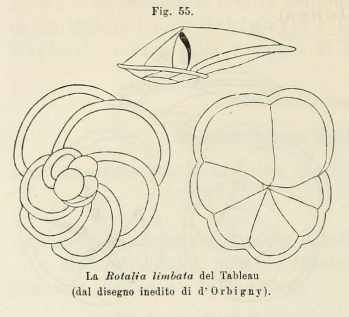 Rotalia limbata d'Orbigny in Fornasini, 1902 Rotalia limbata d'Orbigny in Fornasini, 1902