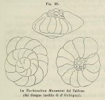 Rotalia maremini d'Orbigny in Fornasini, 1902 