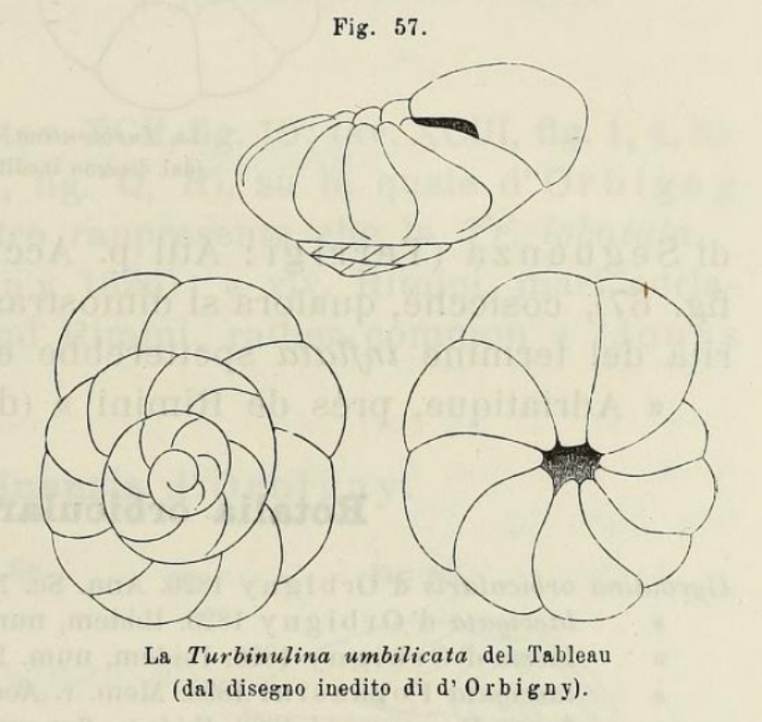 Rotalia umbilicata d'Orbigny, 1902 Rotalia umbilicata d'Orbigny, 1902