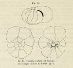 Rotalia inflata d'Orbigny in Fornasini, 1902