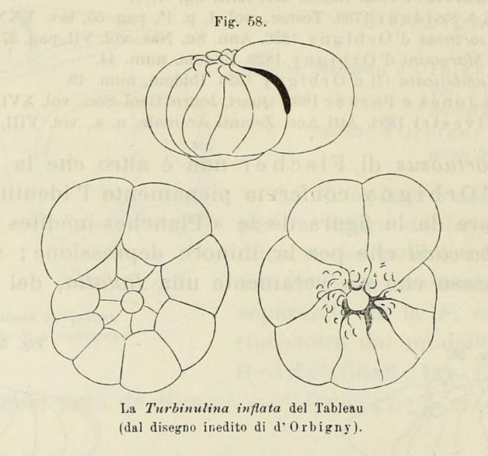 Rotalia inflata d'Orbigny in Fornasini, 1902 Rotalia inflata d'Orbigny in Fornasini, 1902
