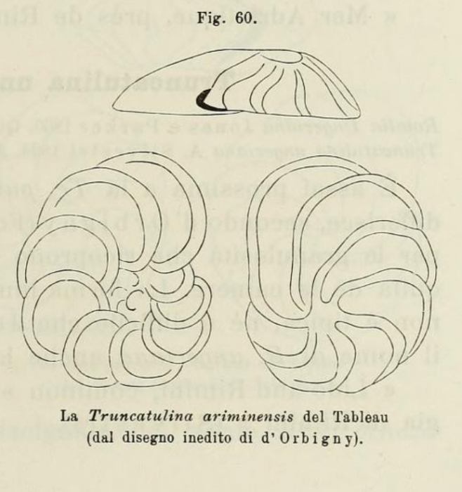 Truncatulina ariminensis d'Orbigny in Fornasini, 1902 Truncatulina ariminensis d'Orbigny in Fornasini, 1902