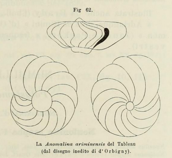 Anomalina ariminensis d'Orbigny in Fornasini, 1902 Anomalina ariminensis d'Orbigny in Fornasini, 1902