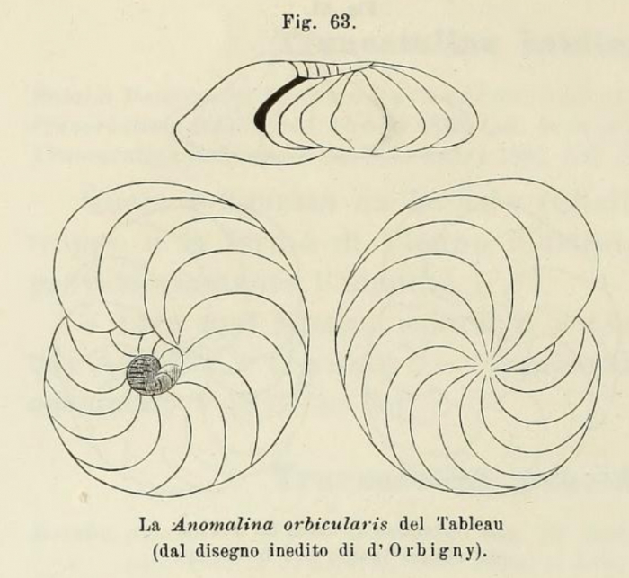 Anomalina orbicularis d'Orbigny in Fornasini, 1902 Anomalina orbicularis d'Orbigny in Fornasini, 1902