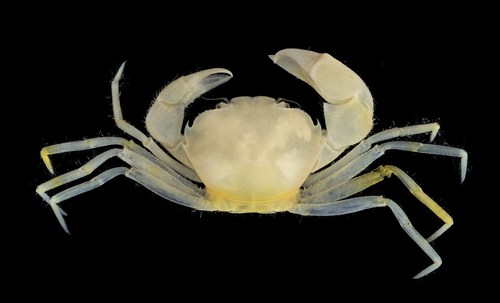 Harryplax severus male paratype Harryplax severus male paratype