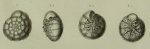 Rosalina inflata Seguenza, 1862