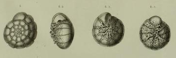 Rosalina inflata Seguenza, 1862 Rosalina inflata Seguenza, 1862