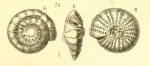 Rosalina amaliae Costa, 1856