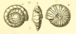Rosalina amaliae Costa, 1856 Rosalina amaliae Costa, 1856