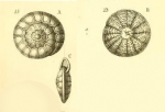 Rosalina radiata Costa, 1856