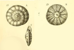 Rosalina radiata Costa, 1856 Rosalina radiata Costa, 1856