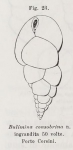 Bulimina consobrina Fornasini, 1900 