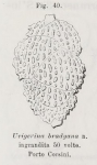 Uvigerina bradyana Fornasini, 1900