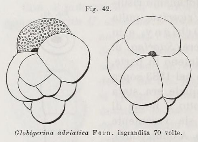 Globigerina adriatica Fornasini, 1899 Globigerina adriatica Fornasini, 1899