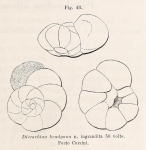Discorbina bradyana Fornasini, 1900