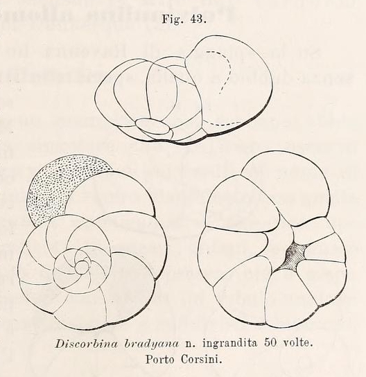Discorbina bradyana Fornasini, 1900 Discorbina bradyana Fornasini, 1900