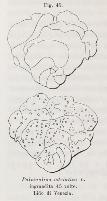 Pulvinulina adriatica Fornasini, 1900 Pulvinulina adriatica Fornasini, 1900