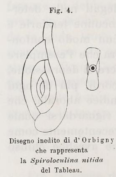 Spiroloculina nitida d'Orbigny, 1826 Spiroloculina nitida d'Orbigny, 1826