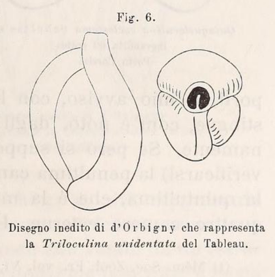 Triloculina unidentata d'Orbigny in Fornasini, 1900 Triloculina unidentata d'Orbigny in Fornasini, 1900