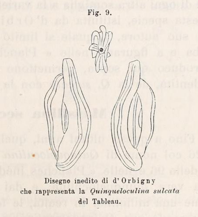 Quinqueloculina sulcata d'Orbigny in Fornasini, 1900 Quinqueloculina sulcata d'Orbigny in Fornasini, 1900