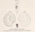 Quinqueloculina secans d'Orbigny, 1826