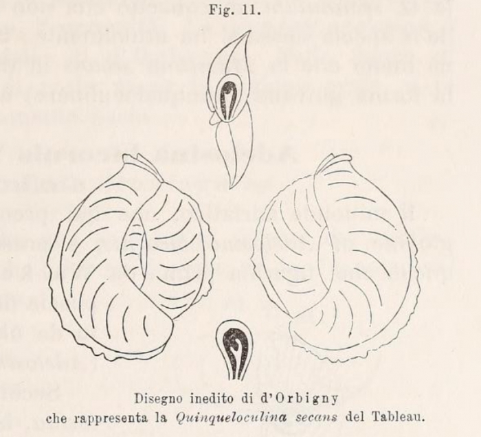 Quinqueloculina secans d'Orbigny, 1826 Quinqueloculina secans d'Orbigny, 1826