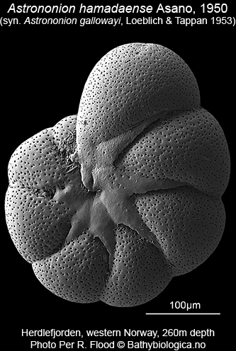 Astrononion hamadaense Astrononion hamadaense