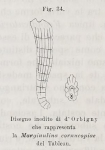 Marginulina cornucopiae d'Orbigny in Fornasini, 1900