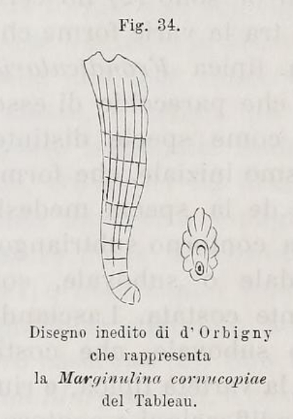 Marginulina cornucopiae d'Orbigny in Fornasini, 1900 Marginulina cornucopiae d'Orbigny in Fornasini, 1900