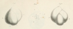 Polymorphina (Guttuline) communis d'Orbigny, 1826