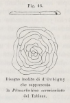 Planorbulina vermiculata d'Orbigny, 1826
