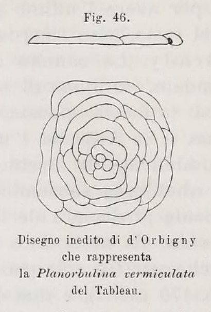 Planorbulina vermiculata d'Orbigny, 1826 Planorbulina vermiculata d'Orbigny, 1826