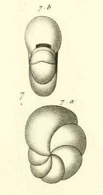 Nonionina laevigata d'Orbigny in Guérin-Méneville, 1832 Nonionina laevigata d'Orbigny in Guérin-Méneville, 1832