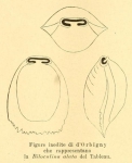 Biloculina alata d'Orbigny, 1852 