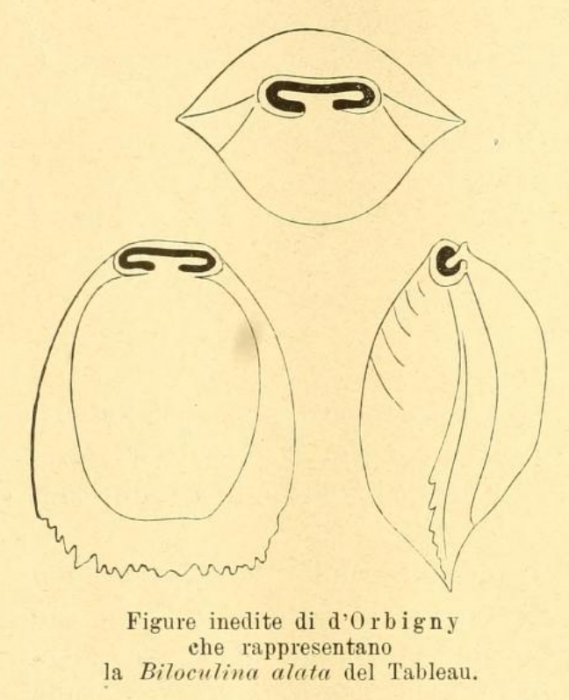 Biloculina alata d'Orbigny, 1852 Biloculina alata d'Orbigny, 1852