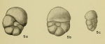Baggina xenoula Hadley, 1935 