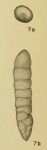 Bifarina tombigbeensis Hadley, 1935, author: Le Coze, François