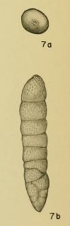 Bifarina tombigbeensis Hadley, 1935 Bifarina tombigbeensis Hadley, 1935
