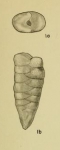 Gaudryina koimetercola Hadley, 1935