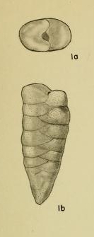 Gaudryina koimetercola Hadley, 1935 Gaudryina koimetercola Hadley, 1935